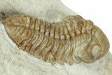 Paciphacops Trilobite Fossil - Black Cat Mountain, Oklahoma #232232-3